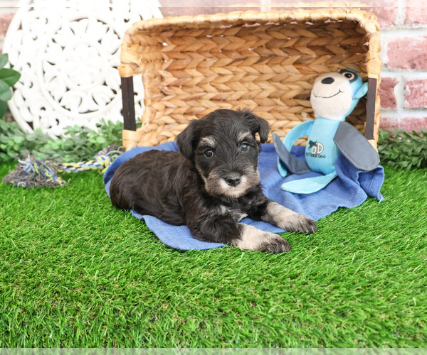 Medium Photo #1 Schnauzer (Miniature) Puppy For Sale in SYRACUSE, IN, USA