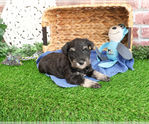 Schnauzer (Miniature) Puppy for sale in SYRACUSE, IN, USA