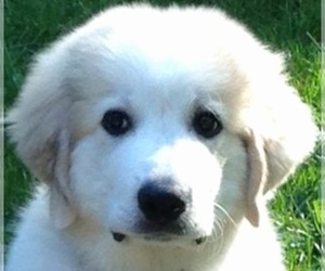 Great Pyrenees Puppy for sale in EL PASO, TX, USA