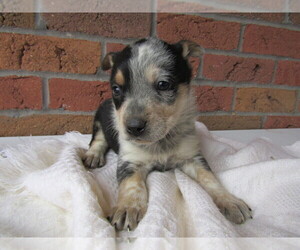 Australian Cattle Dog Puppy for sale in ANN ARBOR, MI, USA