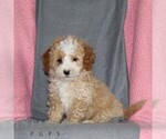 Small #3 Poodle (Miniature)