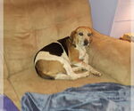 Small #3 Beagle