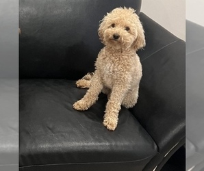 Goldendoodle (Miniature) Dogs for adoption in JEFFERSONVILLE, IN, USA