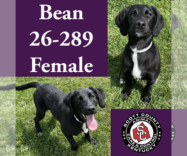 Medium Photo #1 Labrador Retriever-Unknown Mix Puppy For Sale in Georgetown, KY, USA