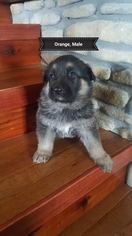 German Shepherd Dog Puppy for sale in BRADLEYVILLE, MO, USA