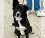 Small Photo #2 Border Collie-Unknown Mix Puppy For Sale in Canton, CT, USA