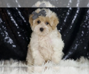 Medium Maltipoo (Miniature)