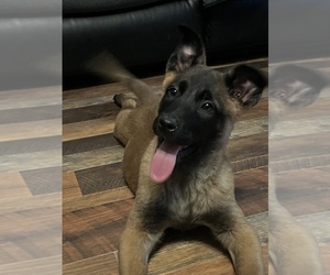 Belgian Malinois Puppy for sale in OWENSBORO, KY, USA