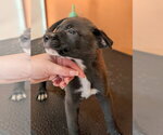 Small #3 Labrador Retriever