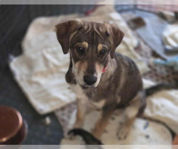 Medium Photo #2 Basset Hound-Unknown Mix Puppy For Sale in Aurora, IN, USA