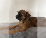 Small Photo #6 Brussels Griffon Puppy For Sale in SAGINAW, MI, USA