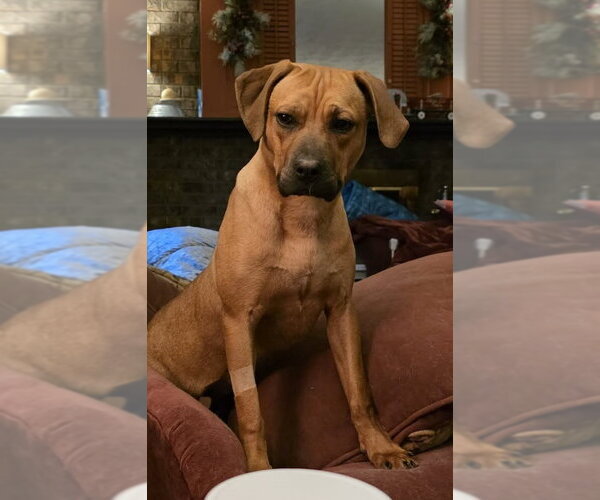 Medium Photo #5 Boxer-Unknown Mix Puppy For Sale in Burnsville, MN, USA