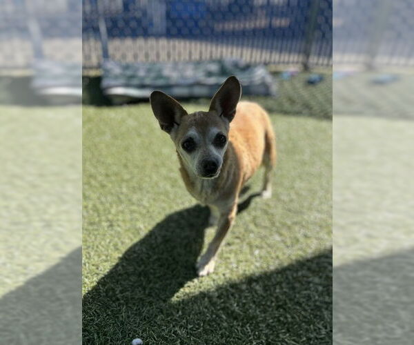 Medium Photo #2 Chihuahua Puppy For Sale in Chula Vista, CA, USA