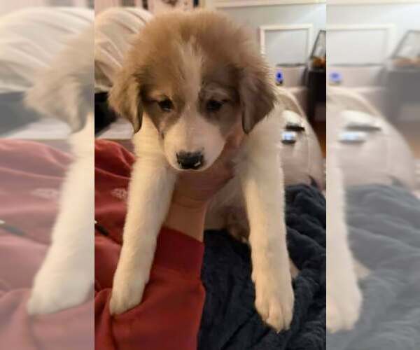 Medium Photo #2 Australian Shepherd-Great Pyrenees Mix Puppy For Sale in Mechanicsburg, PA, USA