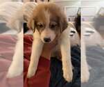 Small #1 Australian Shepherd-Great Pyrenees Mix