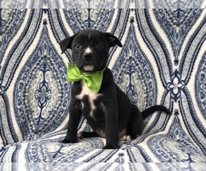 American Bulldog-Black Mouth Cur Mix Puppy for sale in LAKELAND, FL, USA