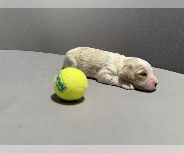 Medium Photo #8 Bernedoodle (Miniature) (+ Poodle Miniature) Puppy For Sale in BREA, CA, USA
