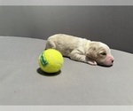 Small Photo #8 Bernedoodle (Miniature) (+ Poodle Miniature) Puppy For Sale in BREA, CA, USA