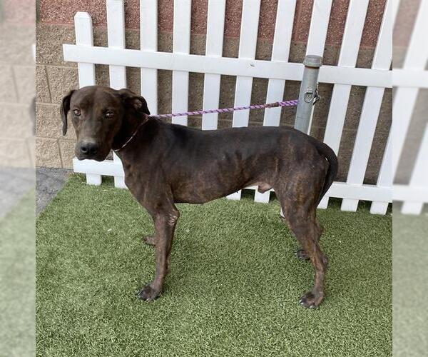Medium Photo #1 Plott Hound-Unknown Mix Puppy For Sale in Modesto, CA, USA