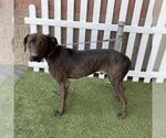 Small Plott Hound Mix