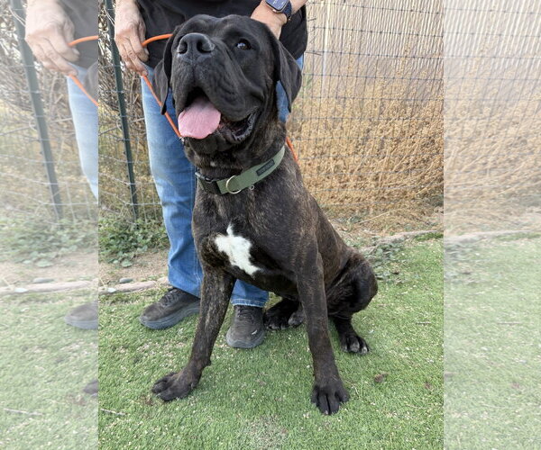 Medium Photo #6 Mutt Puppy For Sale in Goodyear, AZ, USA