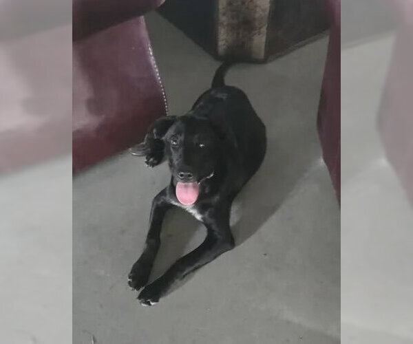 Medium Photo #2 Labrador Retriever-Unknown Mix Puppy For Sale in Fort Wayne, IN, USA