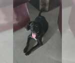 Small #1 Labrador Retriever Mix
