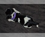 Small #1 English Springer Spaniel