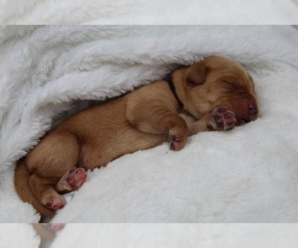 Medium Photo #7 Labrador Retriever Puppy For Sale in HYDE PARK, VT, USA