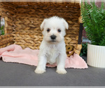 Small #17 Schnauzer (Miniature)