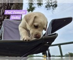 Small Photo #106 Labrador Retriever Puppy For Sale in EDGEWOOD, TX, USA