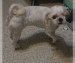 Small Shih Tzu