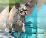 Small Photo #3 French Bulldog Puppy For Sale in MANHATTAN, KS, USA