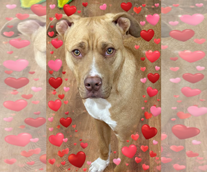 Mutt Dogs for adoption in Wakefield, RI, USA