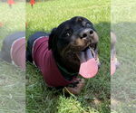 Small #1 Rottweiler