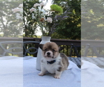 Small #9 Pembroke Welsh Corgi