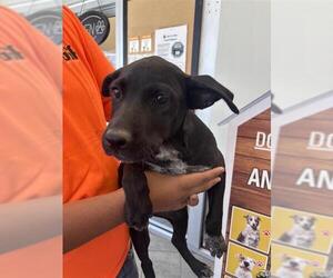 American Staffordshire Terrier-Unknown Mix Dogs for adoption in San Antonio, TX, USA