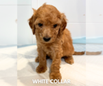 Small #7 Goldendoodle