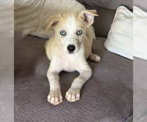 Australian Shepherd-Unknown Mix Dogs for adoption in Brooklyn, NY, USA