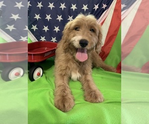 English Cream Golden Retriever-Poodle (Standard) Mix Puppy for sale in DEARBORN, MO, USA