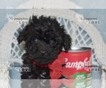 Small #12 Poodle (Toy)