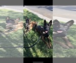 Small Photo #5 Belgian Malinois Puppy For Sale in CLOVIS, CA, USA