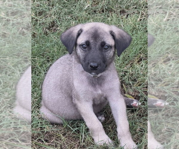 Medium Photo #1 German Shepherd Dog-Unknown Mix Puppy For Sale in Lakewood, CO, USA