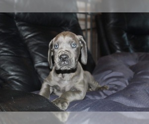 Great Dane Puppy for sale in PULASKI, TN, USA