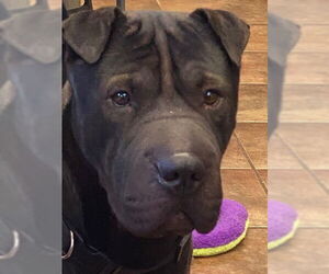 Bear - Male Mutt Dog for Adoption - Photo #4