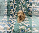 Small Photo #4 Australian Labradoodle Puppy For Sale in MACON, IL, USA