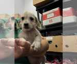 Small #1 Mutt