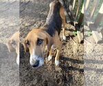 Small #3 Mutt