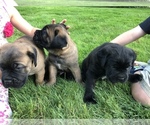 Small Photo #30 Cane Corso Puppy For Sale in BOARDMAN, OH, USA