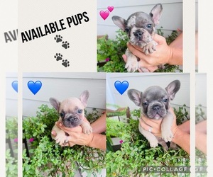 French Bulldog Puppy for Sale in LAKE PLACID, Florida USA